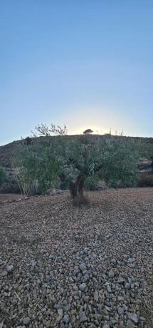 Terreno en Lugar Barbarroja, 264, La Murada-Los Vicentes, Orihuela thumbnail 3