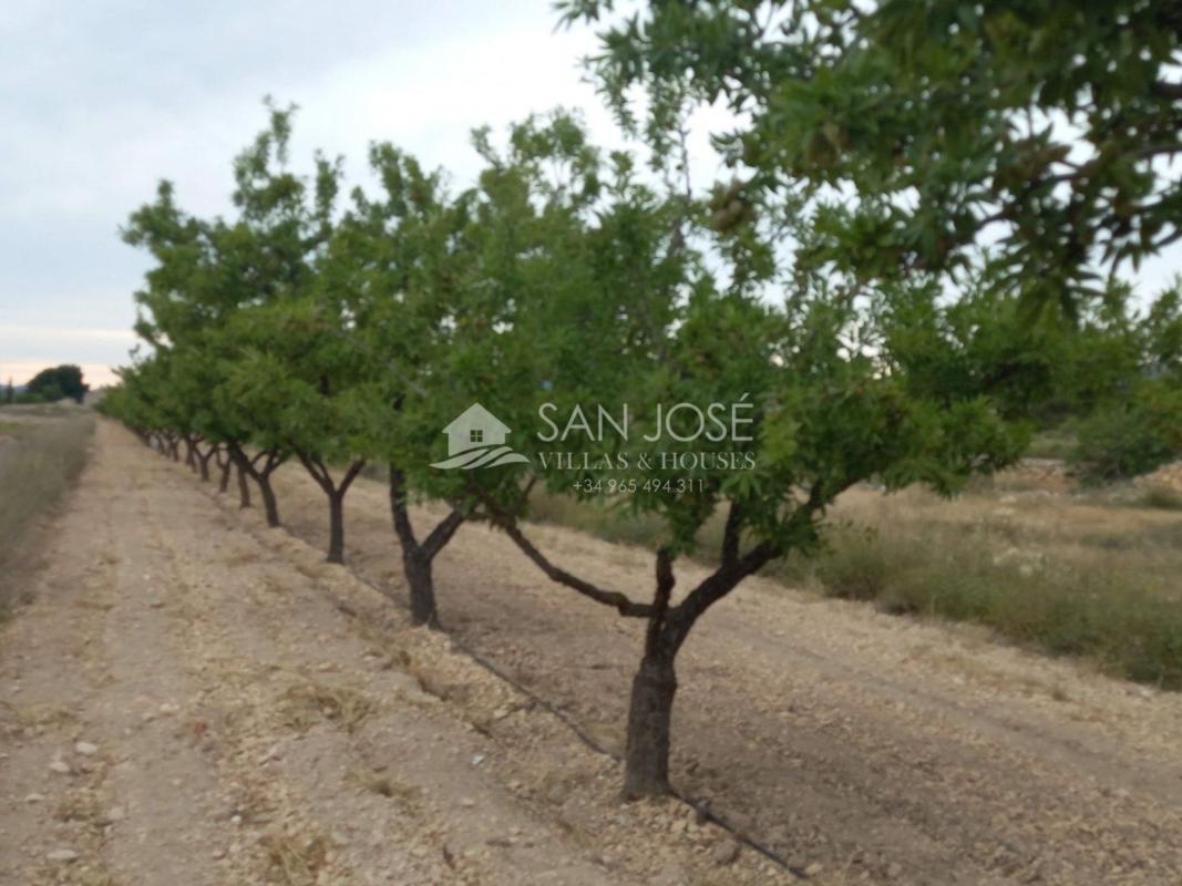 Land for sale in Monovar, Alicante photo 3