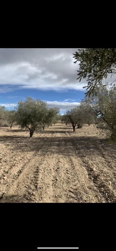 Terreno en venta en Salinas, Alicante photo 3