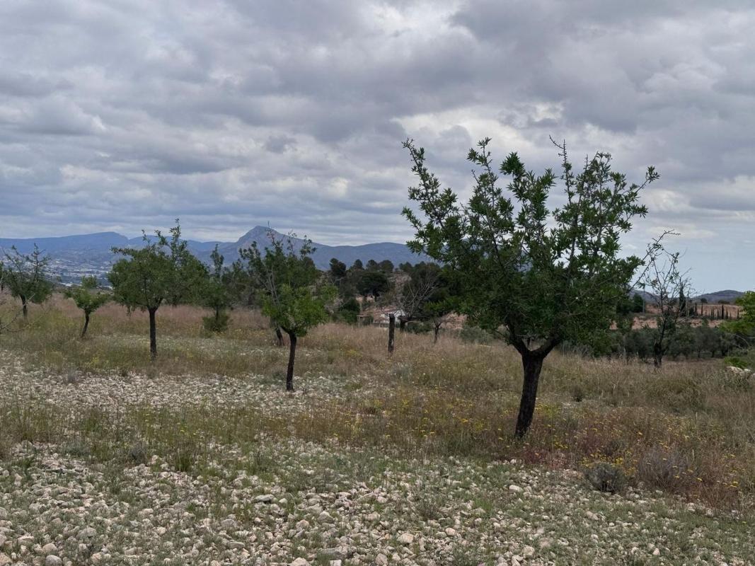 Terreno en venta en Elda, Alicante photo 4