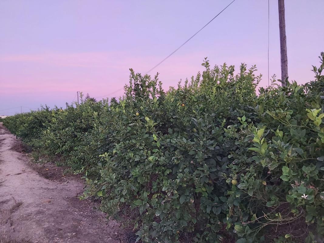 Terreno en venta en Orihuela, Alicante photo 1