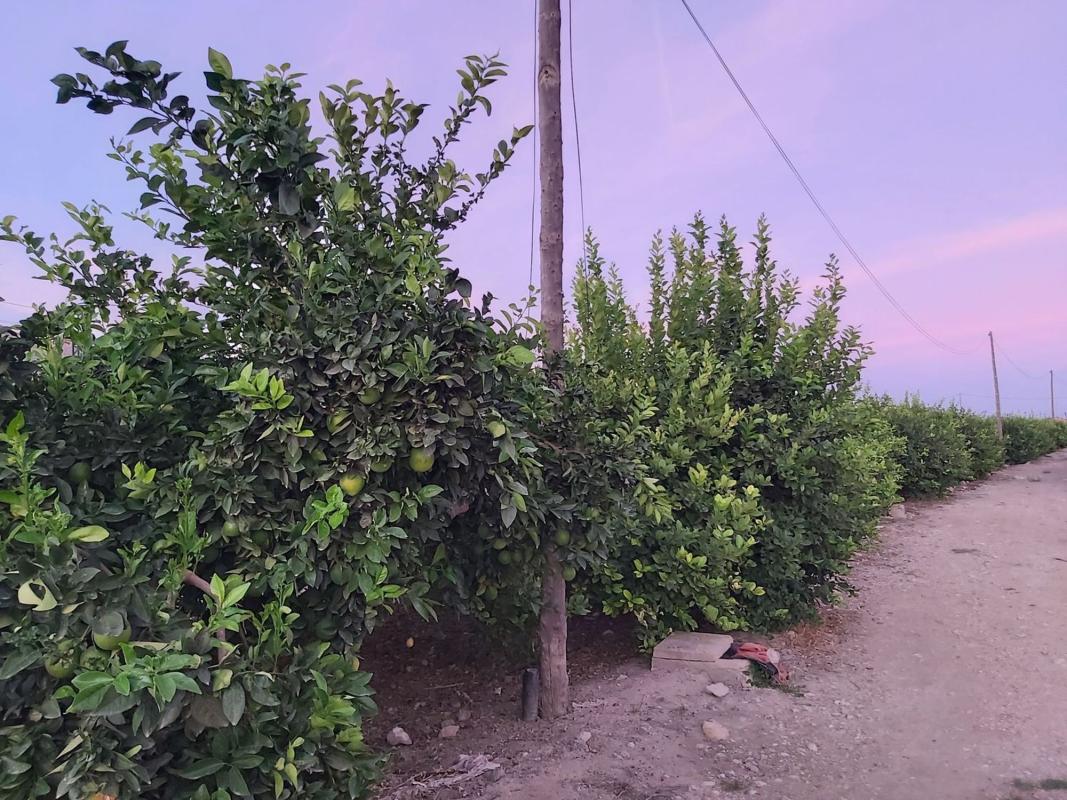 Terreno en venta en Orihuela, Alicante photo 5
