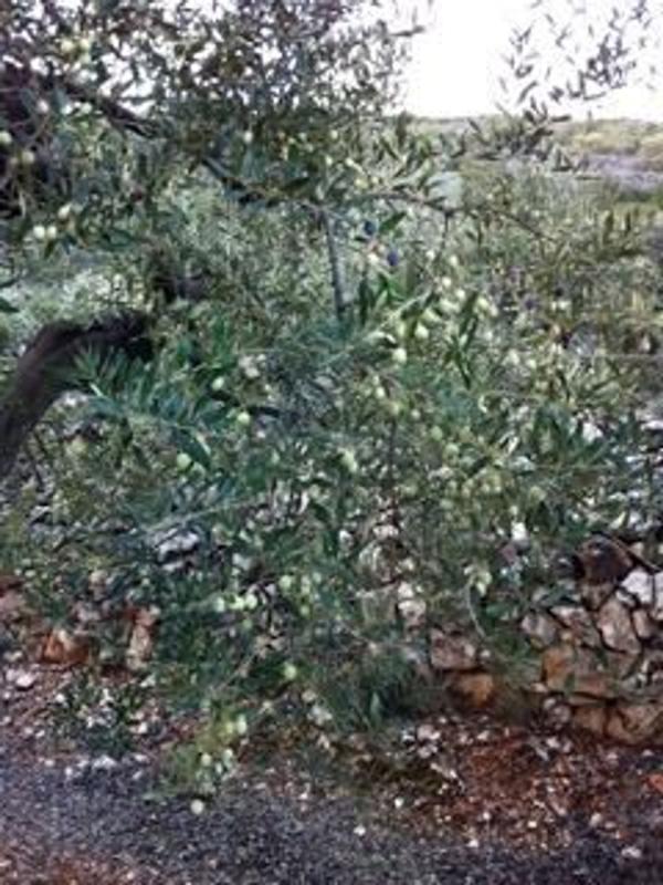 Terreno en venta en Beniarrés, Alicante photo 3