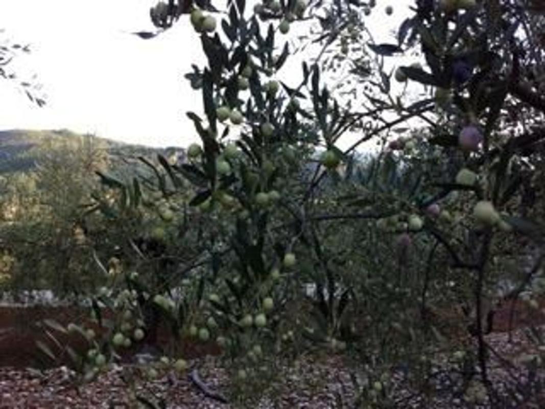 Terreno en venta en Beniarrés, Alicante photo 4