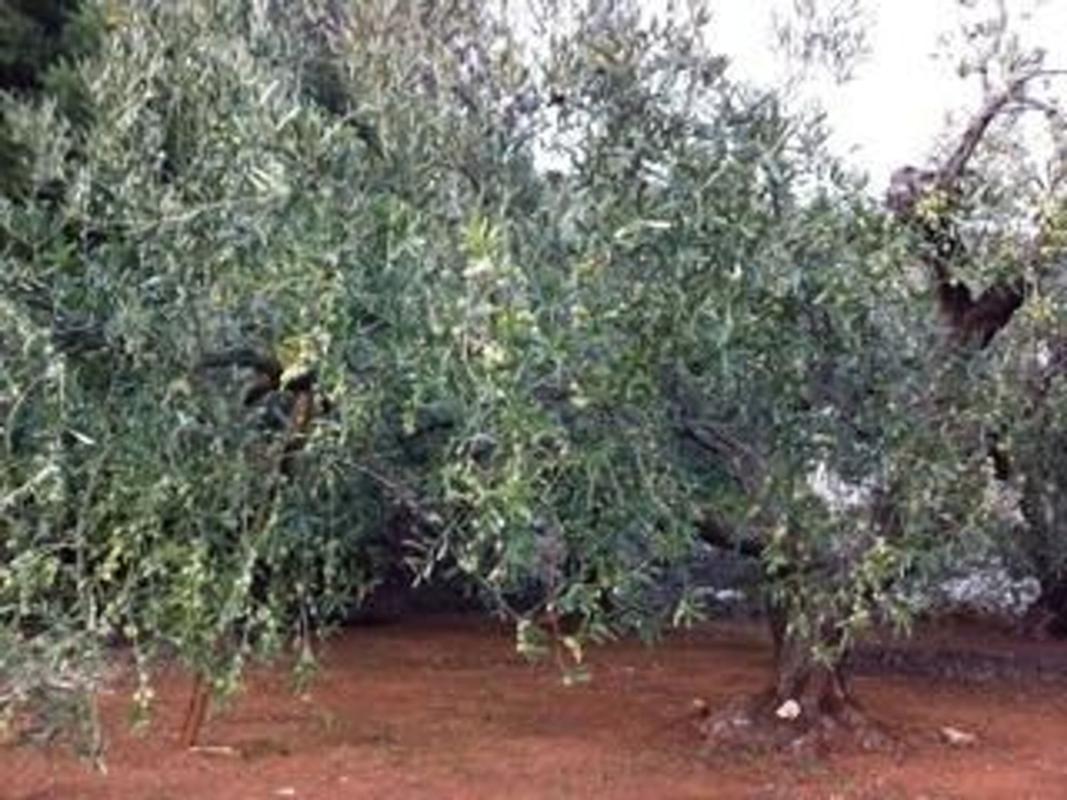 Terreno en venta en Beniarrés, Alicante photo 5