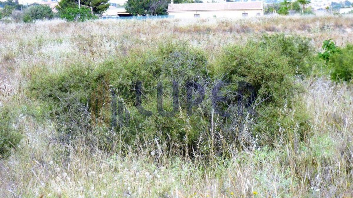 Terreno en venta en Alicante / Alacant, Alicante photo 5
