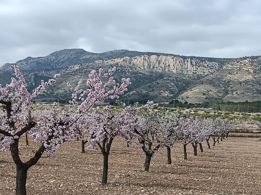 Działka na sprzedaż w Pinoso, Alicante photo 3