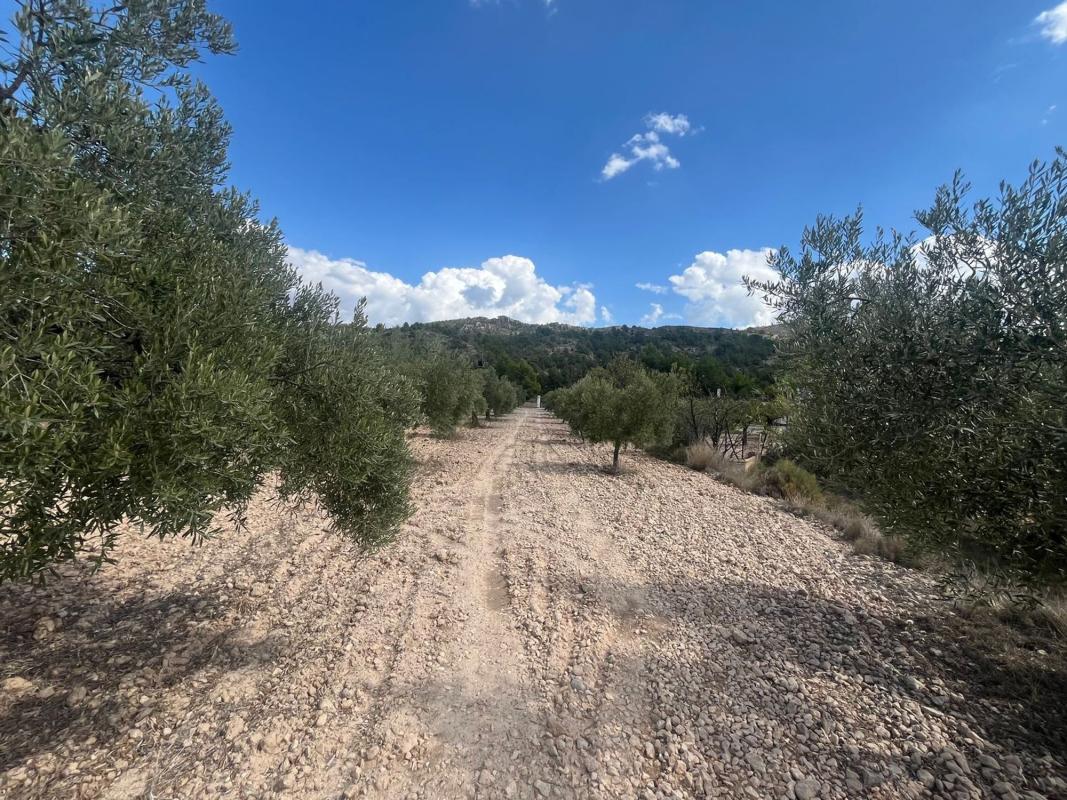 Terreno en venta en Petrer, Alicante photo 4