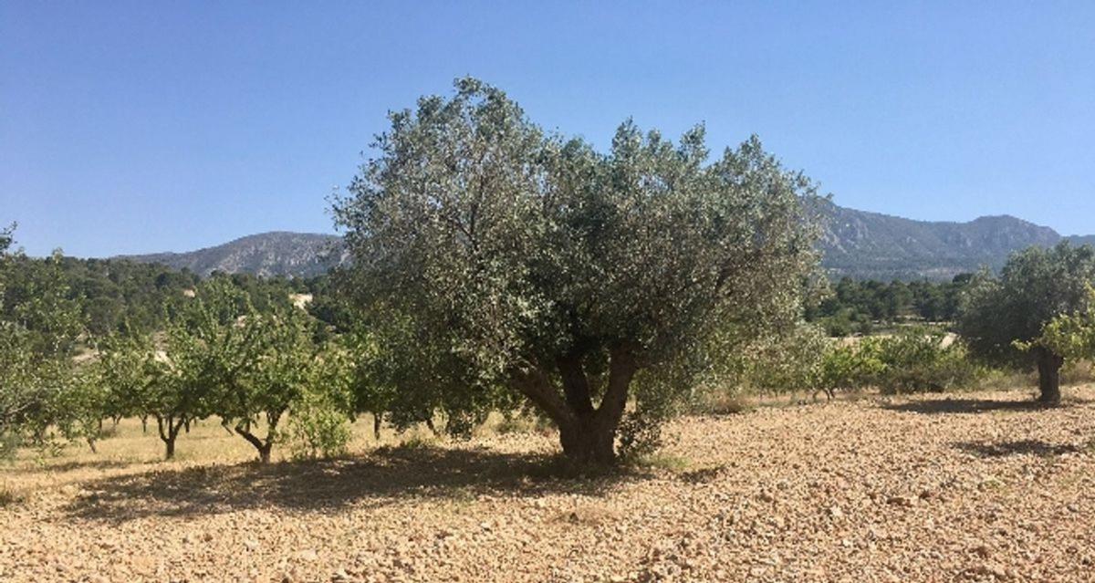 Terreno en venta en La Romana, Alicante photo 4