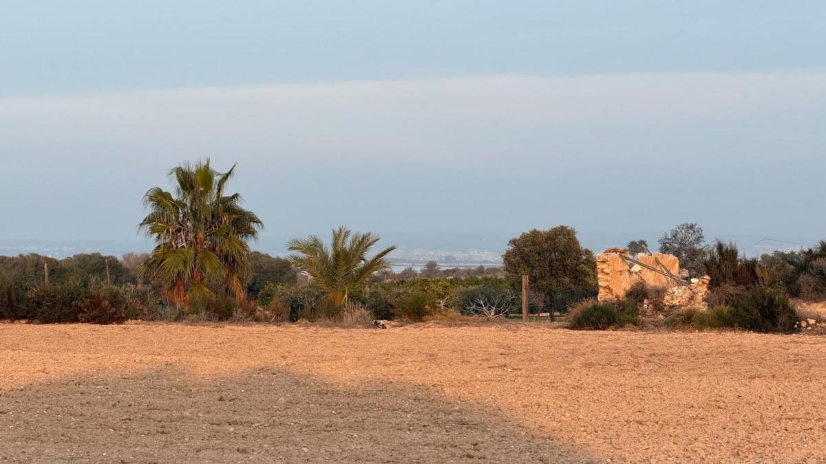 Działka na sprzedaż w Elche / Elx, Alicante photo 3