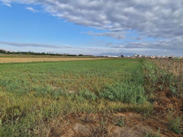 Terreno en Partida la Cabo Acequia s/n, Puerto Deportivo, Guardamar del Segura thumbnail 2