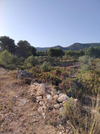 Terreno en Partida Patiras, km 7, Biar photo 4