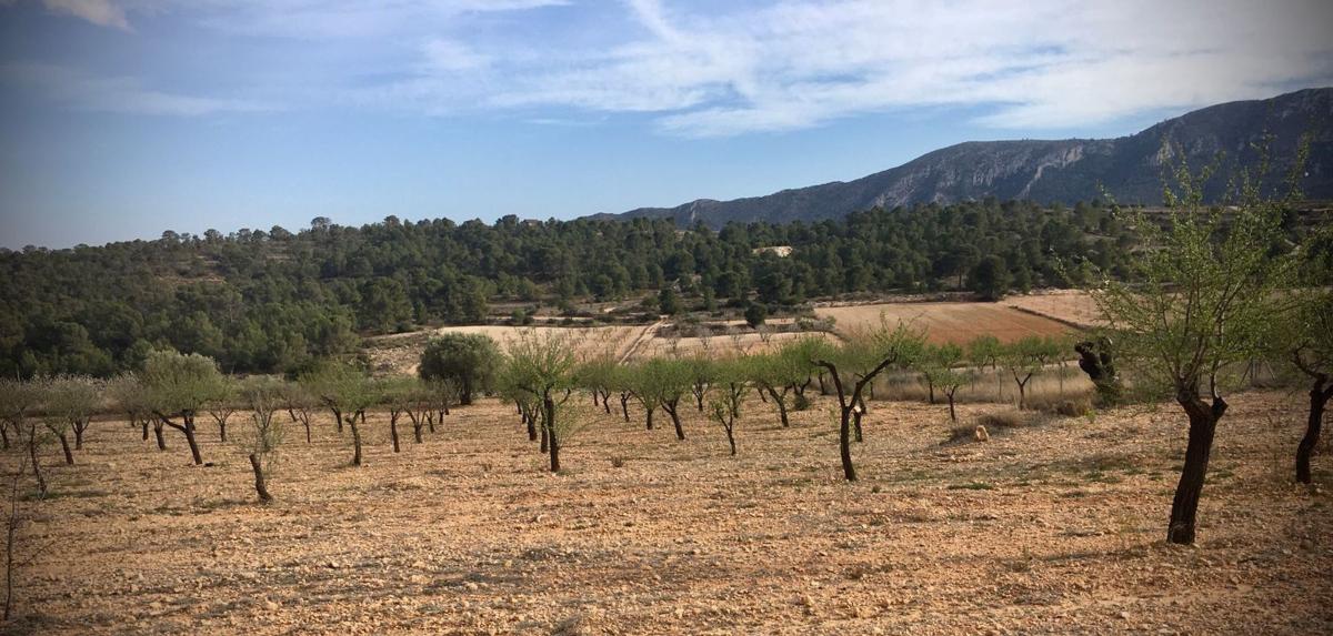 Terreno en venta en La Romana, Alicante photo 1