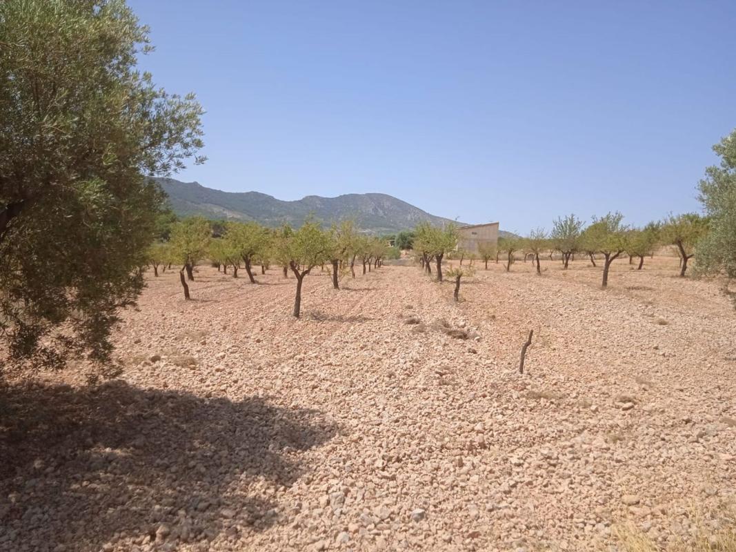 Terreno en venta en La Romana, Alicante photo 3