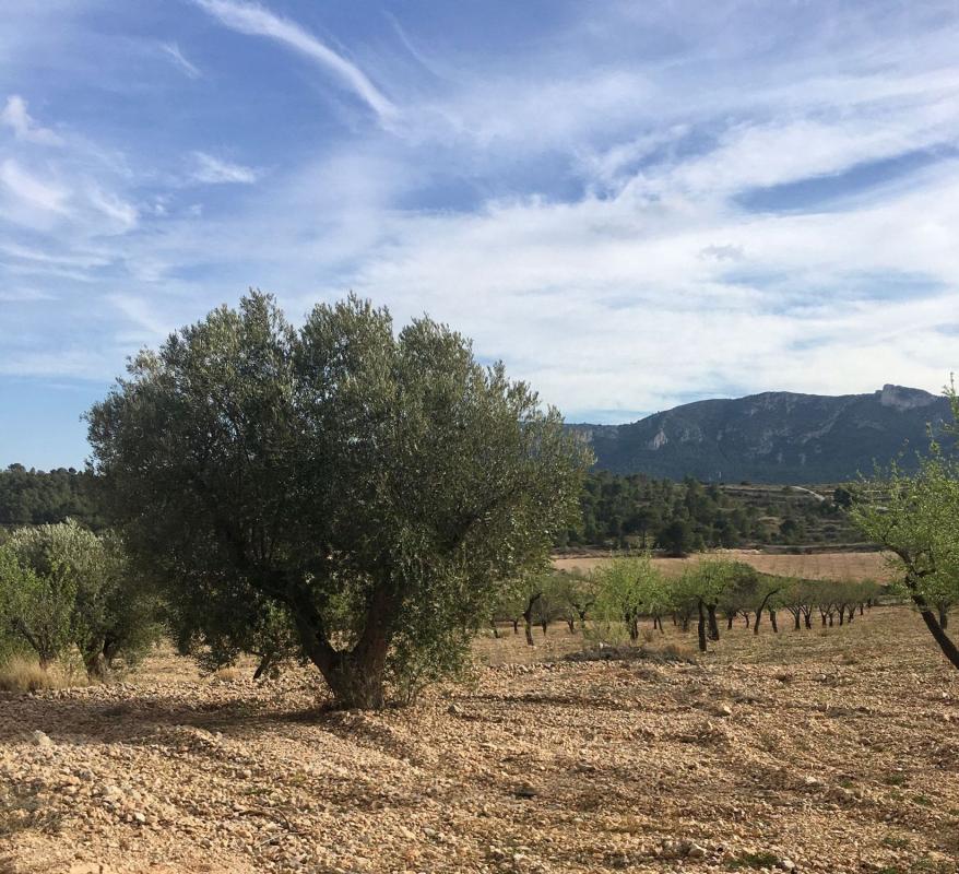 Terreno en venta en La Romana, Alicante photo 4