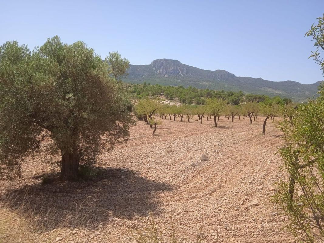 Terreno en venta en La Romana, Alicante photo 5