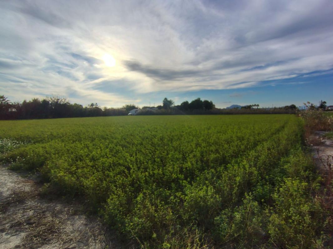 Land for sale in Daya Nueva, Alicante photo 1