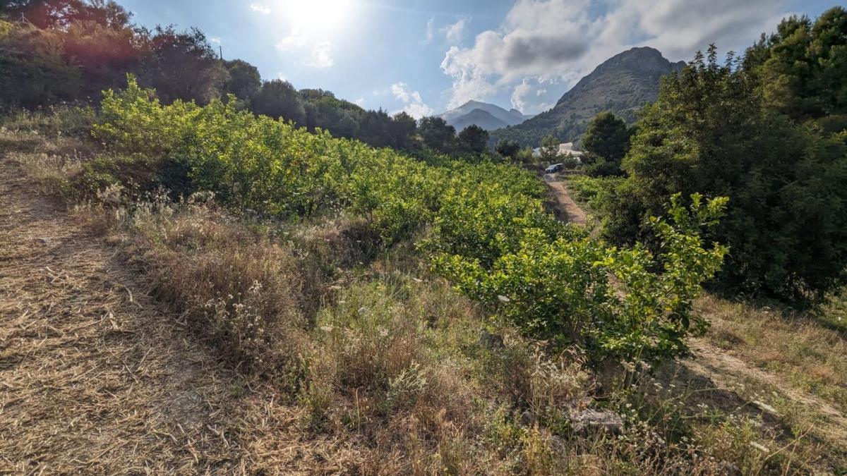 Terreno en venta en Bolulla, Alicante photo 3