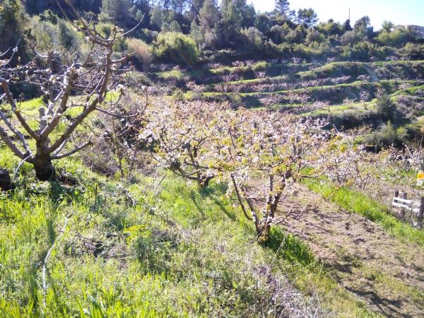 Terreno en Calle Cv-700 s/n, Vall de Gallinera thumbnail 2