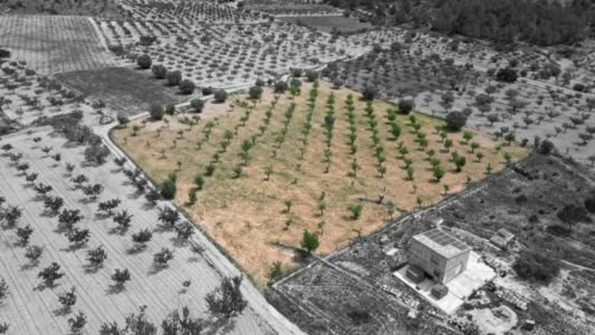 Terreno en venta en La Romana, Alicante photo 2