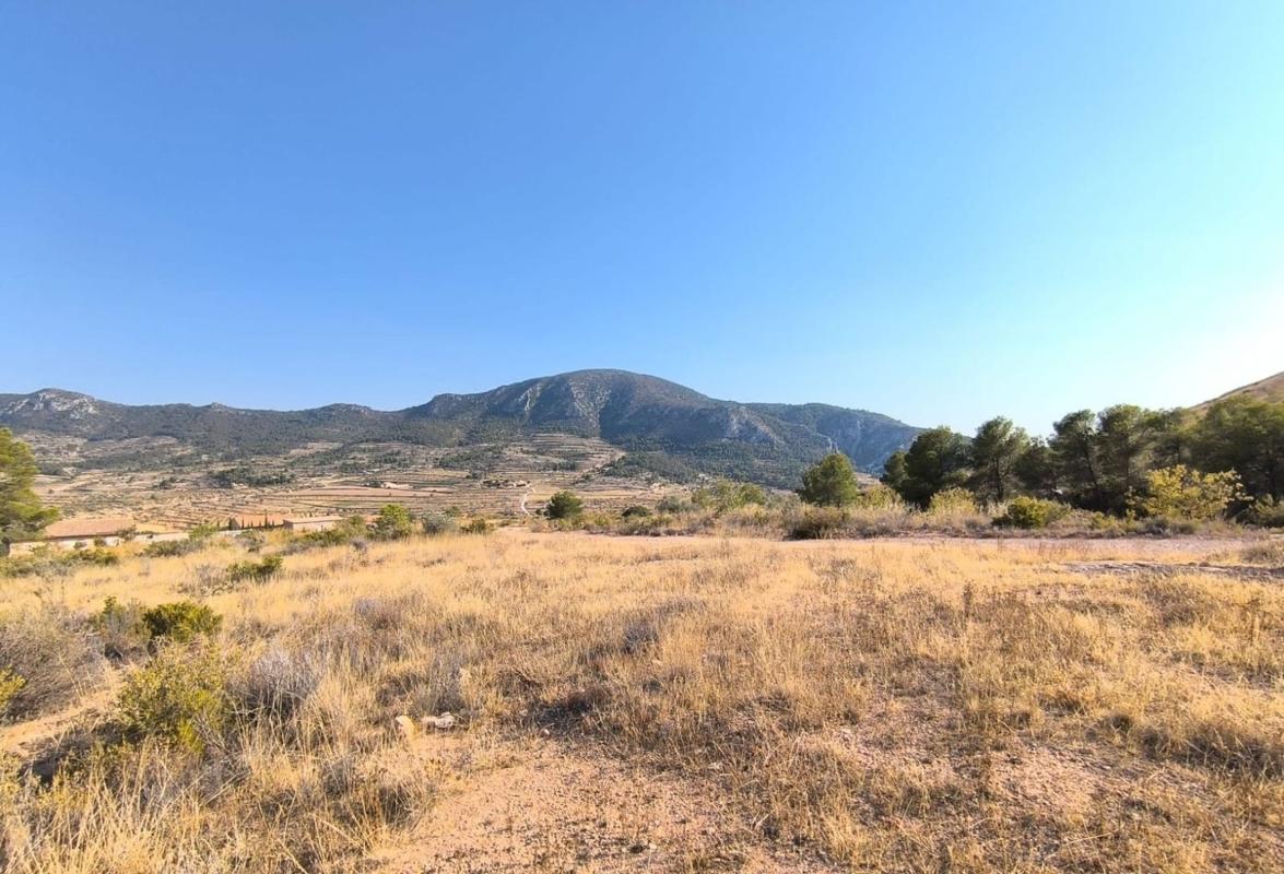 Land for sale in Algueña, Alicante photo 4