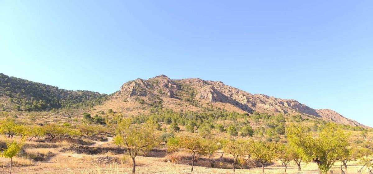 Land for sale in Algueña, Alicante photo 5