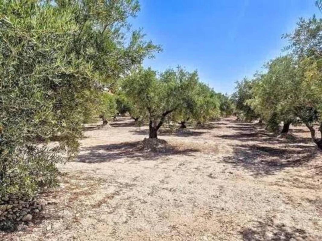 Land for sale in Crevillente, Alicante photo 1
