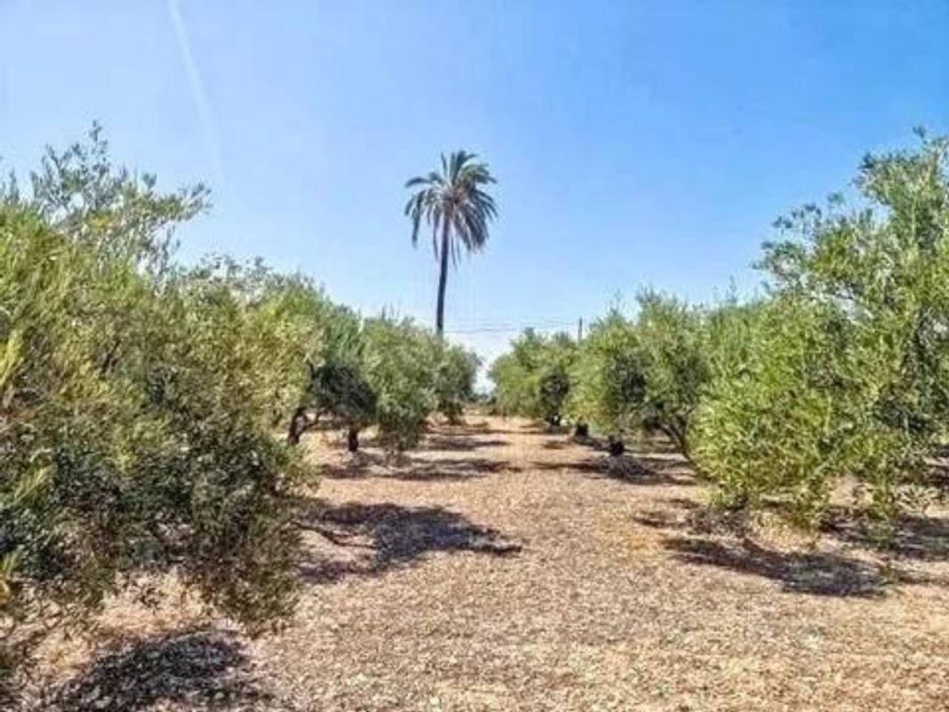 Land for sale in Crevillente, Alicante photo 2