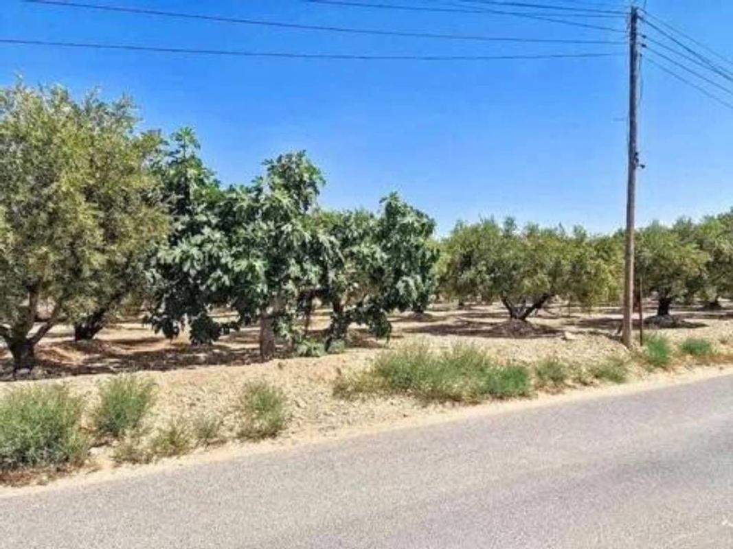 Land for sale in Crevillente, Alicante photo 3