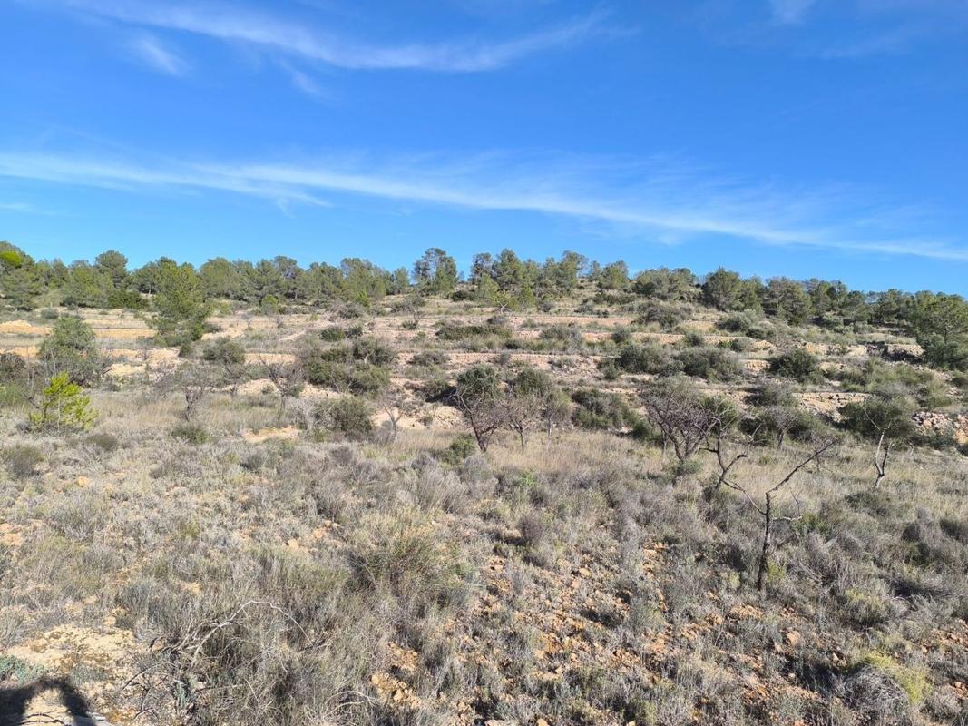 Land for sale in Sax, Alicante photo 2