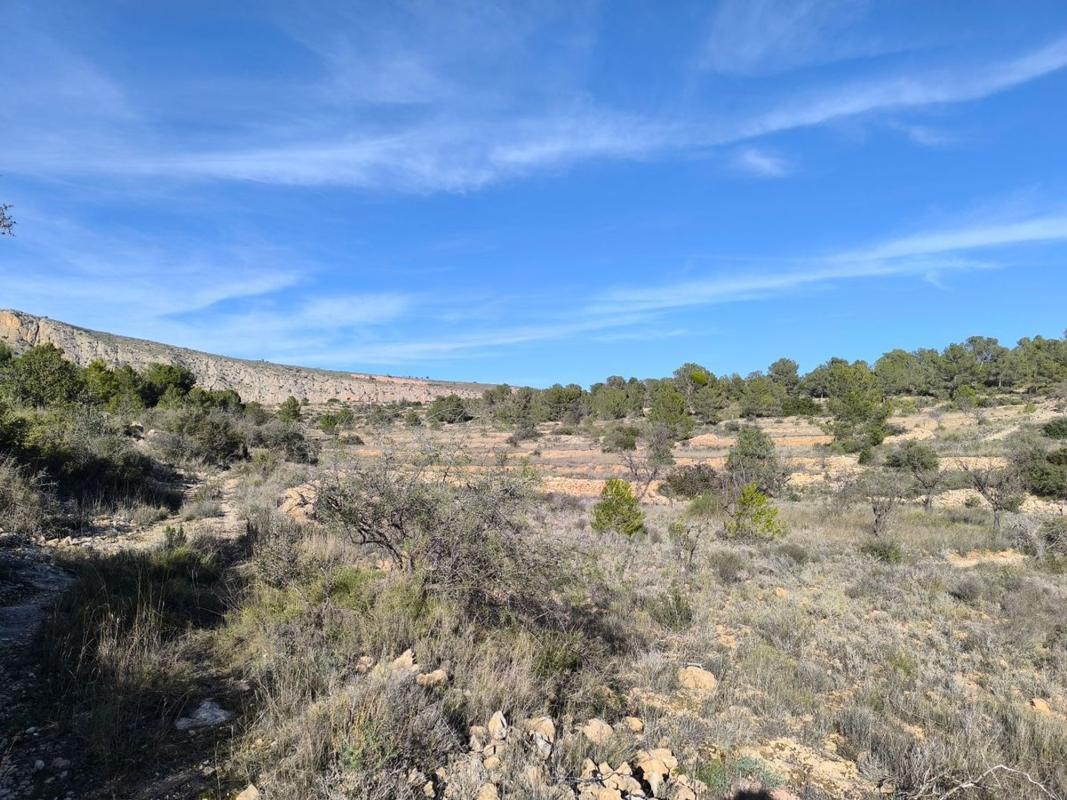 Land for sale in Sax, Alicante photo 5