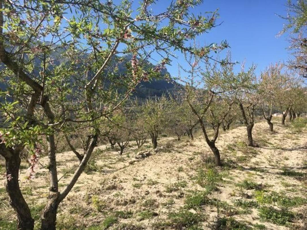 Terreno en venta en Vall de Gallinera, Alicante photo 4