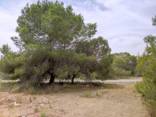 Terreno en Partida de La Vallverda Alta Polígono 122 Parcel.la 222, 222, Valverde, Elche / Elx photo 3