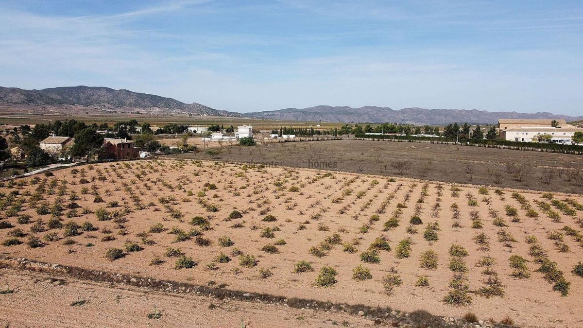 Terreno en venta en Pinoso, Alicante photo 5
