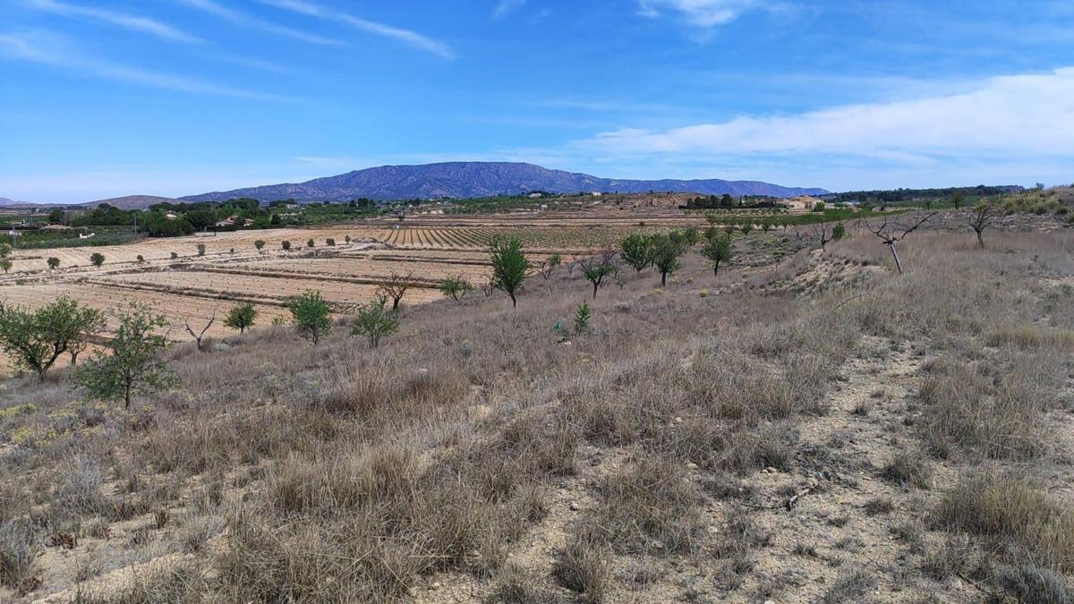 Terreno en venta en Pinoso, Alicante photo 1