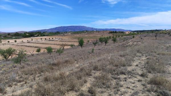 Terreno en Pinoso photo 1