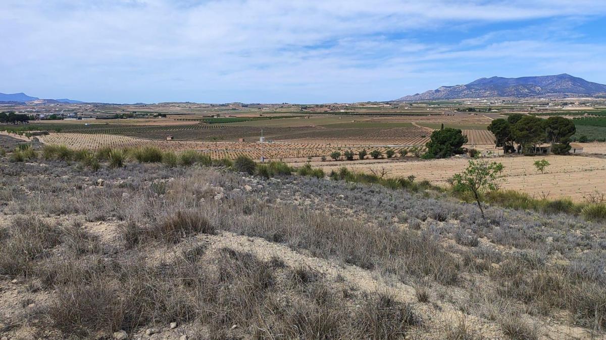 Terreno en venta en Pinoso, Alicante photo 2