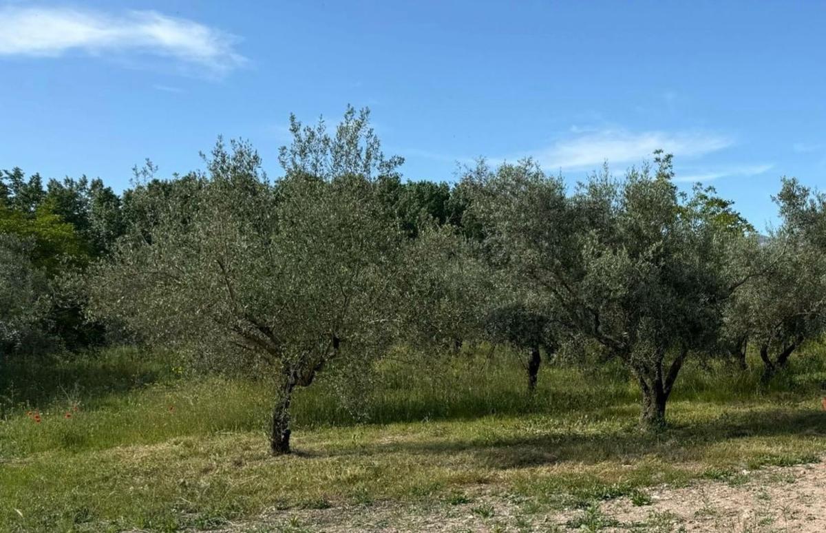 Terreno en venta en Cocentaina, Alicante photo 2