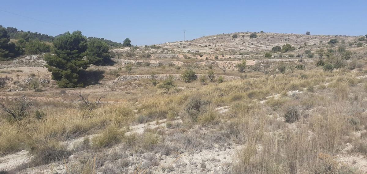 Terreno en venta en Monovar, Alicante photo 3