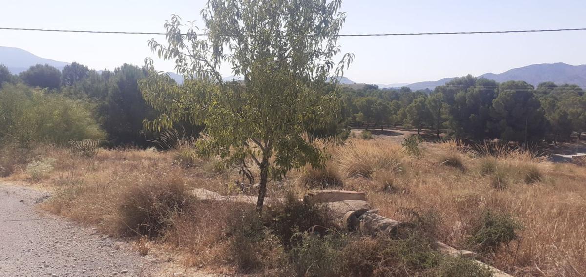 Terreno en venta en Monovar, Alicante photo 4