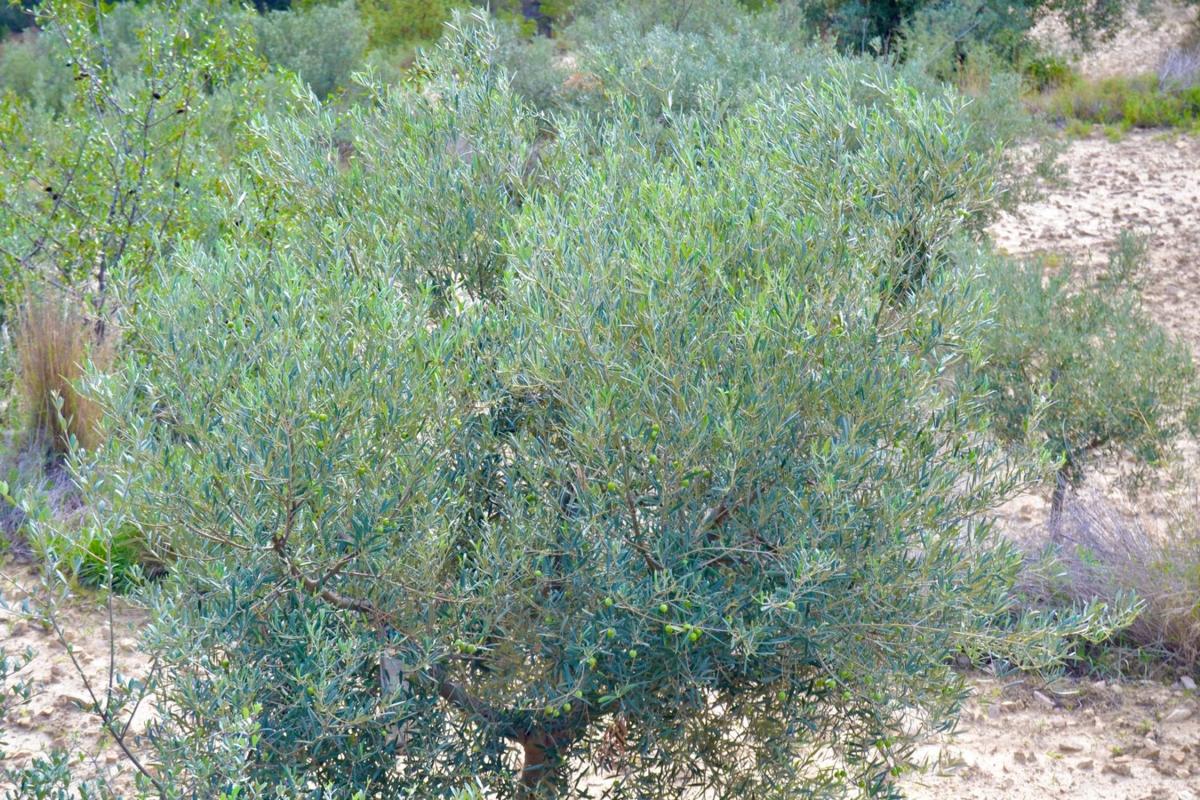 Terreno en venta en Relleu, Alicante photo 4