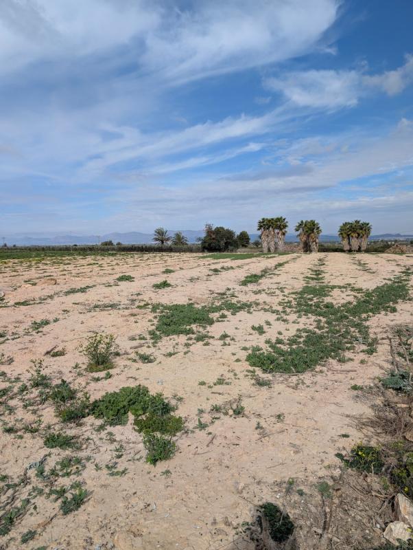 Terreno en venta en Elche / Elx, Alicante photo 5