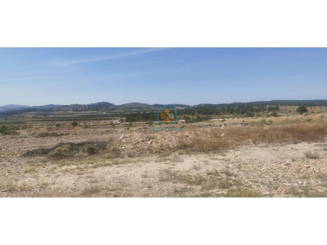 Land for sale in Pinoso, Alicante photo 2
