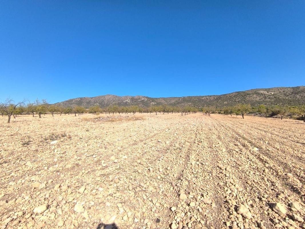 Terreno en venta en Pinoso, Alicante photo 1