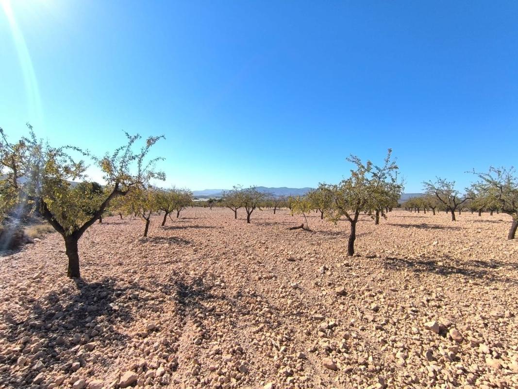 Terreno en venta en Pinoso, Alicante photo 2