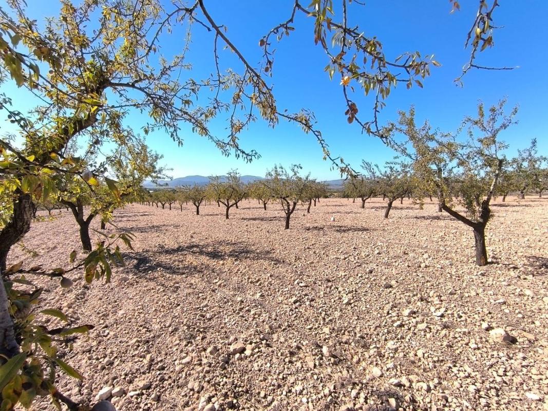 Terreno en venta en Pinoso, Alicante photo 3