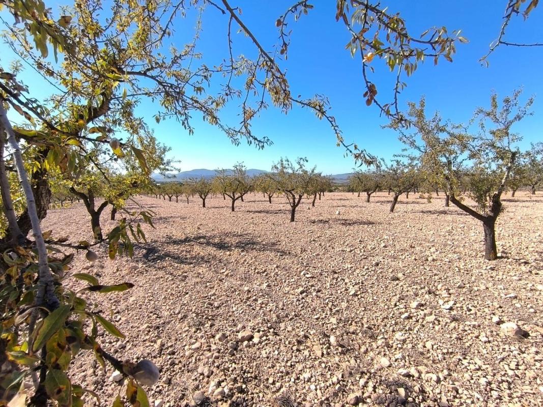 Terreno en venta en Pinoso, Alicante photo 4