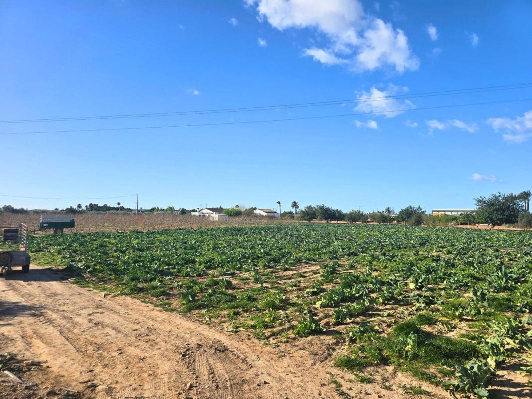 Land for sale in Elche / Elx, Alicante photo 2