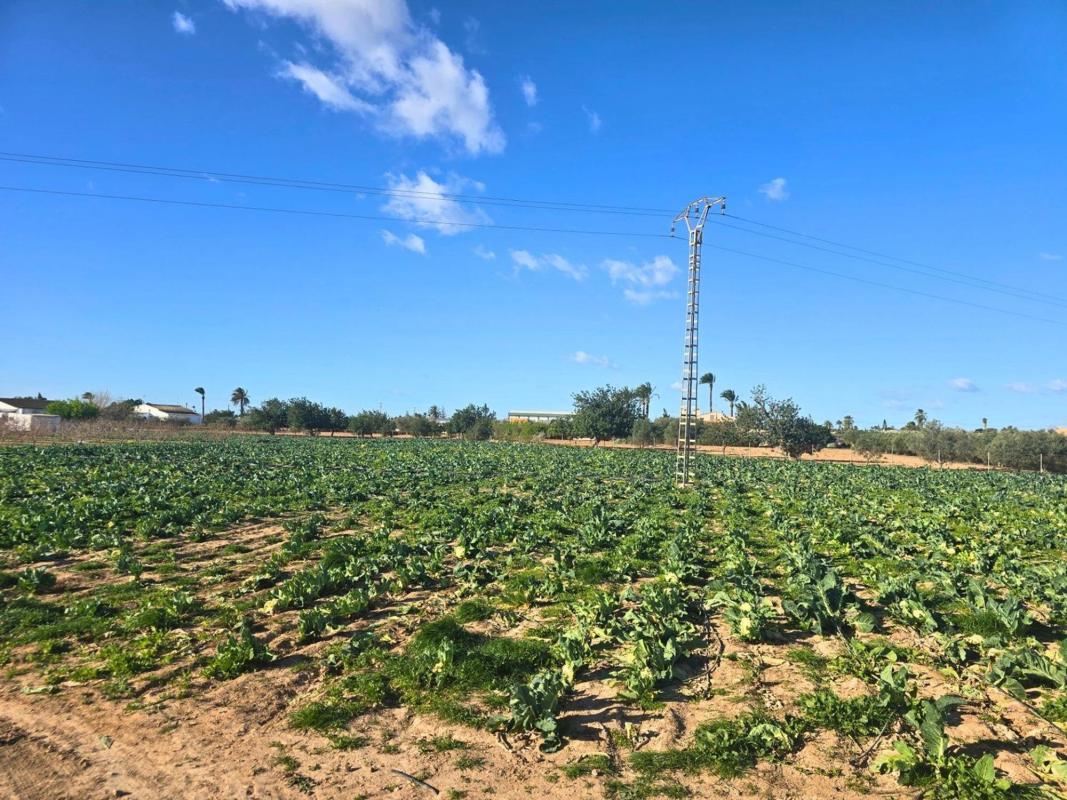 Land for sale in Elche / Elx, Alicante photo 4