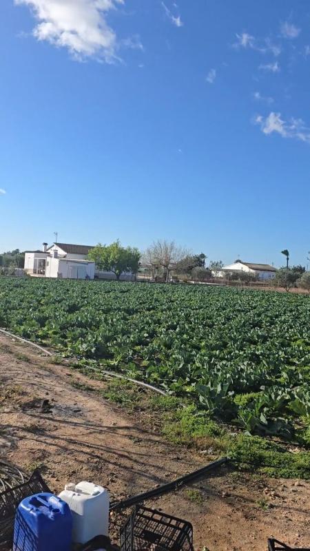 Land for sale in Elche / Elx, Alicante photo 5